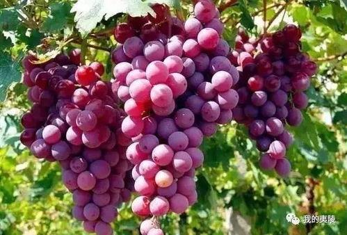 葡萄爆料视频大全最新,揭秘娱乐圈最新热点事件