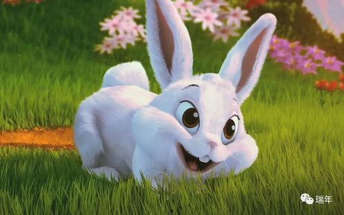 娱乐吃瓜酱 兔 圆 圆