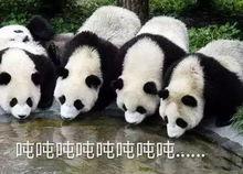 大熊猫爆料奶茶视频下载,揭秘网红奶茶制作过程 第2张 大熊猫爆料奶茶视频下载,揭秘网红奶茶制作过程 第2张